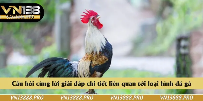 Câu hỏi cùng lời giải đáp chi tiết liên quan tới loại hình đá gà