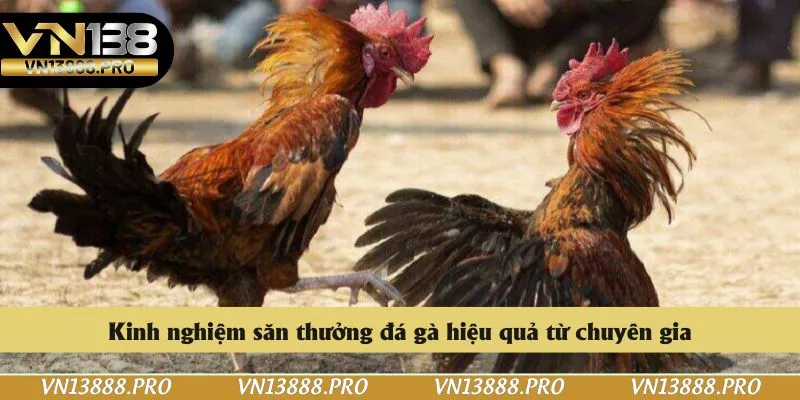 Kinh nghiệm săn thưởng đá gà hiệu quả từ chuyên gia